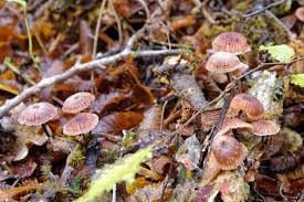 Attēlu rezultāti vaicājumam “Didymium xanthopus macro”