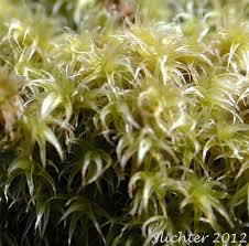 Attēlu rezultāti vaicājumam “Racomitrium canescens sporophyte”