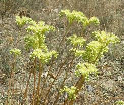 Attēlu rezultāti vaicājumam “Sedum aizoon”