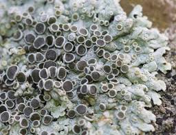 Attēlu rezultāti vaicājumam “Physcia aipolia”