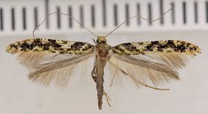 Attēlu rezultāti vaicājumam “Gracillariidae”