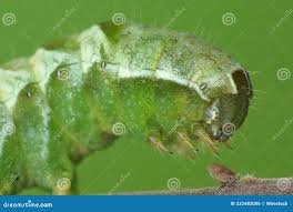 Attēlu rezultāti vaicājumam “Melanchra persicariae larva”