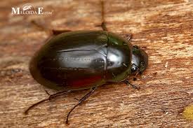 Attēlu rezultāti vaicājumam “Hydrochara caraboides”