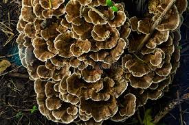 Attēlu rezultāti vaicājumam “Gloeophyllum odoratum”