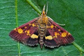 Attēlu rezultāti vaicājumam “Pyrausta aurata”