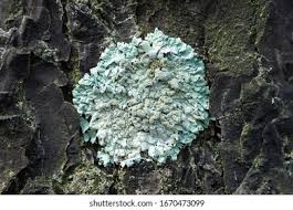 Attēlu rezultāti vaicājumam “Parmelia sulcata”