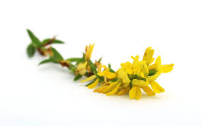 Image result for Genista tinctoria