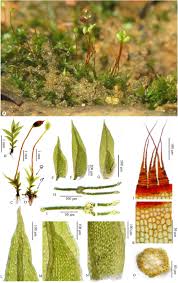 Attēlu rezultāti vaicājumam “Fissidens pusillus”