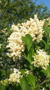 Attēlu rezultāti vaicājumam “Syringa reticulata subsp. amurensis”