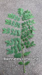 Attēlu rezultāti vaicājumam “Gymnocladus dioicus leaf”