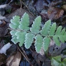 Attēlu rezultāti vaicājumam “Dryopteris cristata”