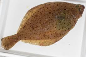 Image result for Hippoglossoides platessoides