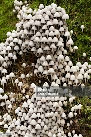 Attēlu rezultāti vaicājumam “Coprinus disseminatus”
