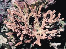 Attēlu rezultāti vaicājumam “Hemitrichia chrysospora macro”