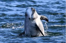 Image result for Grampus griseus