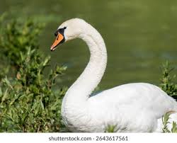 Attēlu rezultāti vaicājumam “Cygnus olor”