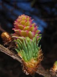 Attēlu rezultāti vaicājumam “Larix kaempferi female flower”