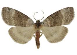 Attēlu rezultāti vaicājumam “Tetheella fluctuosa”