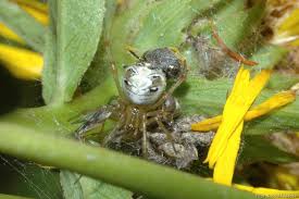 Attēlu rezultāti vaicājumam “Phylloneta cocoon”