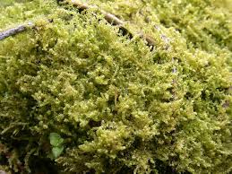 Attēlu rezultāti vaicājumam “Lophocolea”