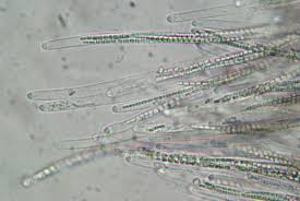 Attēlu rezultāti vaicājumam “Cordyceps ophioglossoides”