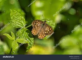 Attēlu rezultāti vaicājumam “Pararge aegeria”