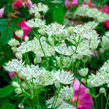 Attēlu rezultāti vaicājumam “Astrantia major flower”