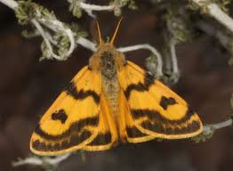 Attēlu rezultāti vaicājumam “Gynaephora selenitica larva”