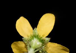 Attēlu rezultāti vaicājumam “Agrimonia pilosa bud”