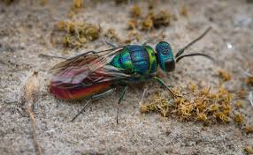 Attēlu rezultāti vaicājumam “Hedychrum sp.”
