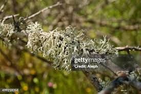 Attēlu rezultāti vaicājumam “Ramalina farinacea”