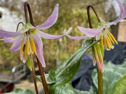 Attēlu rezultāti vaicājumam “Erythronium sibiricum flower”