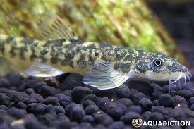 Attēlu rezultāti vaicājumam “Barbatula barbatula”