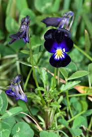 Attēlu rezultāti vaicājumam “Viola tricolor flower”