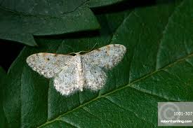 Attēlu rezultāti vaicājumam “Idaea seriata”