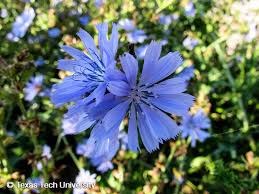 Attēlu rezultāti vaicājumam “Cichorium intybus”