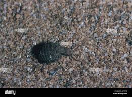 Attēlu rezultāti vaicājumam “Myrmeleontidae larva”