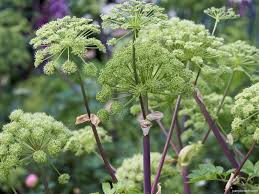 Image result for Angelica archangelica