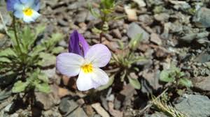 Attēlu rezultāti vaicājumam “Viola tricolor subsp. curtisii bud”