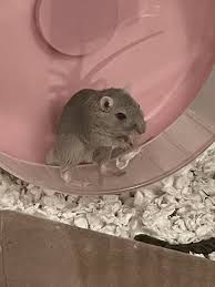 Image result for Gerbil
