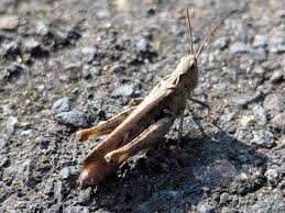 Attēlu rezultāti vaicājumam “Paramesus obtusifrons”