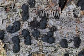 Attēlu rezultāti vaicājumam “Hypoxylon fuscum”