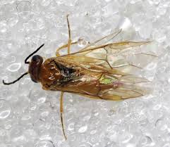 Attēlu rezultāti vaicājumam “Hoplia parvula imago”