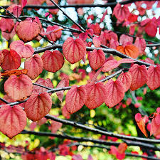 Attēlu rezultāti vaicājumam “Cercidiphyllum japonicum fruit”