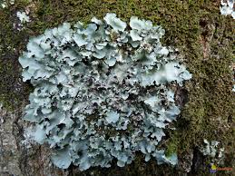 Attēlu rezultāti vaicājumam “Parmelia serrana”