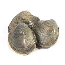 Image result for Clams