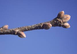 Attēlu rezultāti vaicājumam “Quercus robur bud”