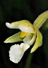 Attēlu rezultāti vaicājumam “Epipactis palustris leaf”