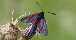 Attēlu rezultāti vaicājumam “Zygaena filipendulae exuvia”