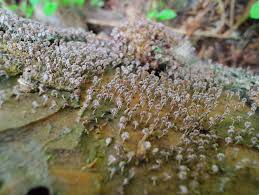 Attēlu rezultāti vaicājumam “Cribraria cancellata var. fusca”